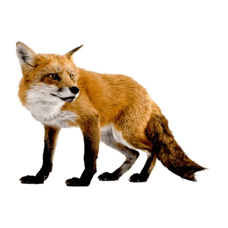 Dhole PNG Images (Transparent HD Photo Clipart)